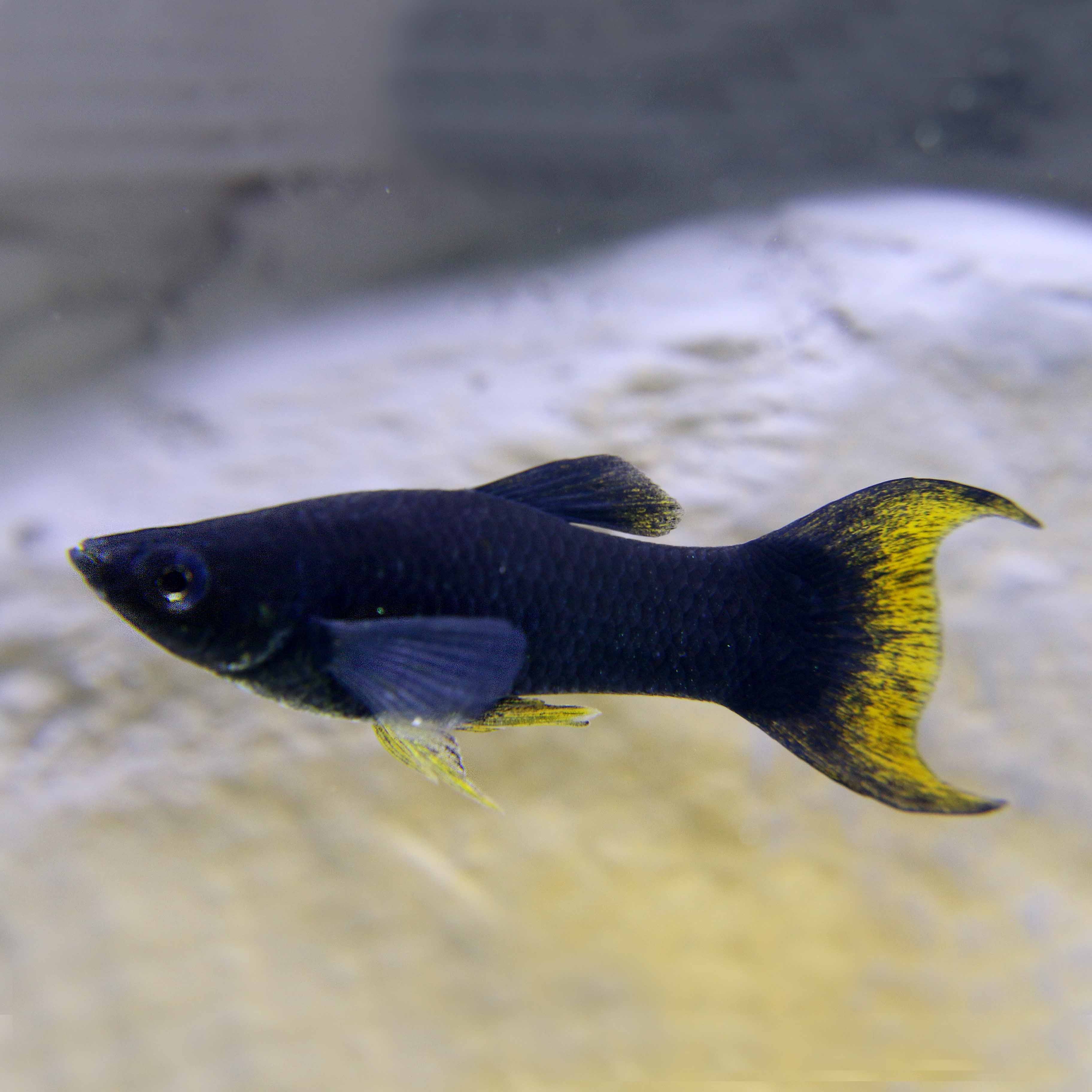 Poec.sphenops  Black molly lierstaart M